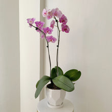 Load image into Gallery viewer, Double Orchid with Ceramic Pot