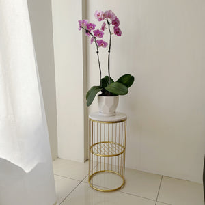 Double Orchid with Ceramic Pot