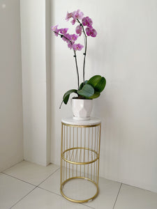 Double Orchid with Ceramic Pot
